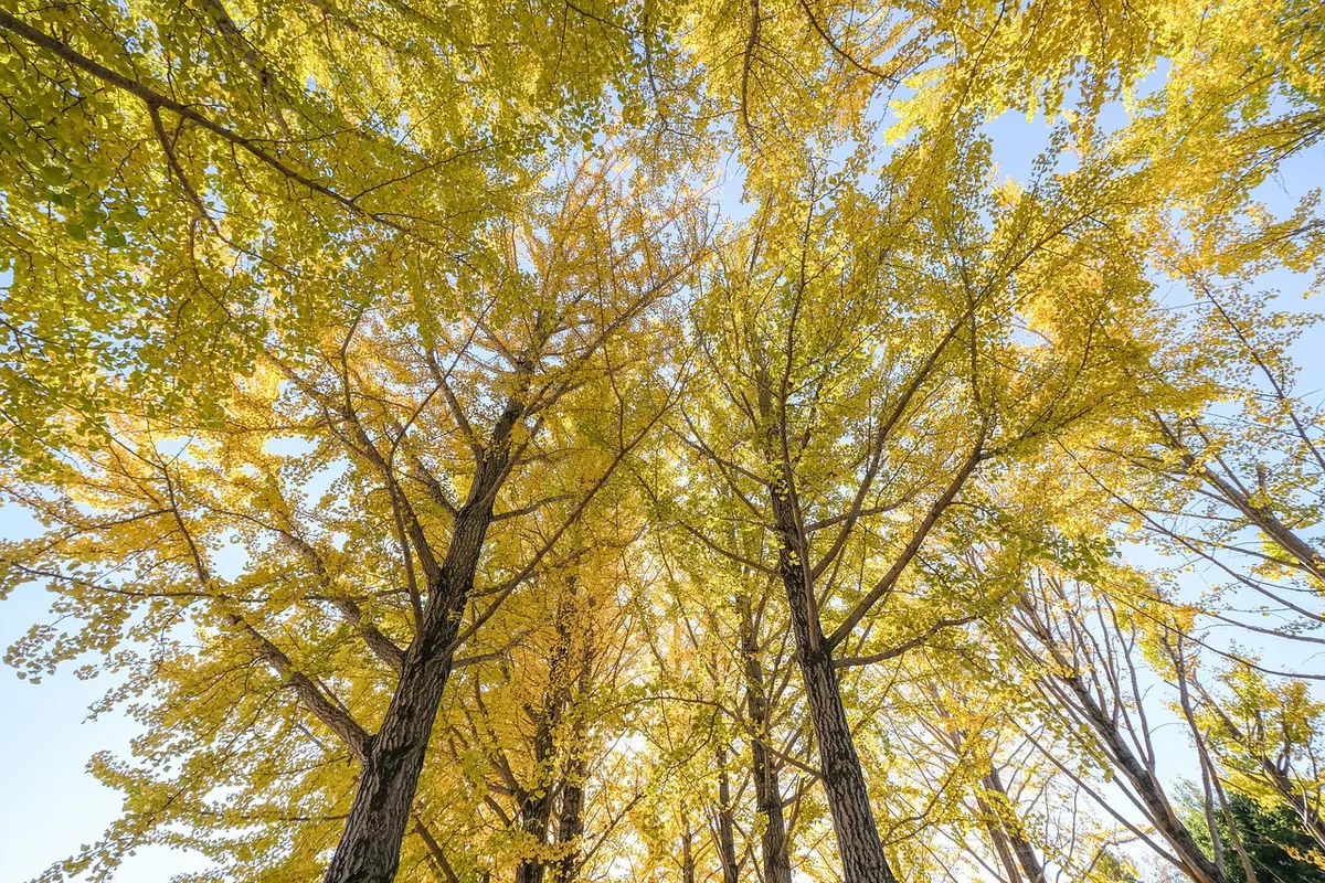 Trees That Smell Like Sperm: Nature's Curious Phenomenon