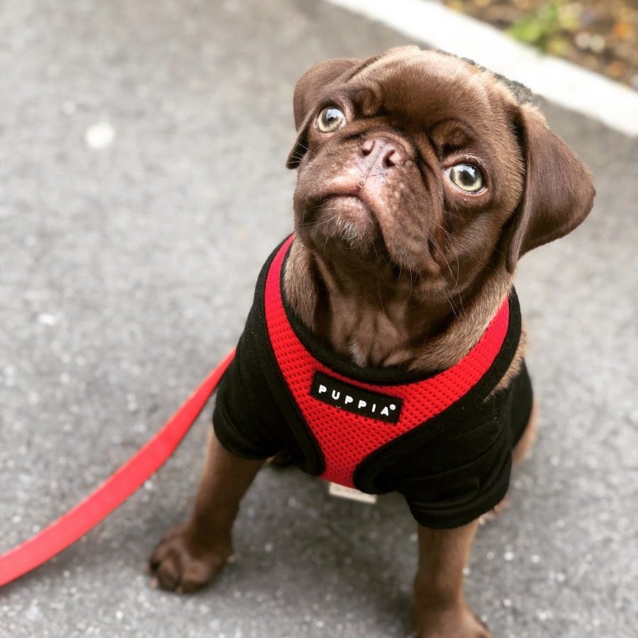 Brown Pug: Unveiling the Charm of This Adorable Breed