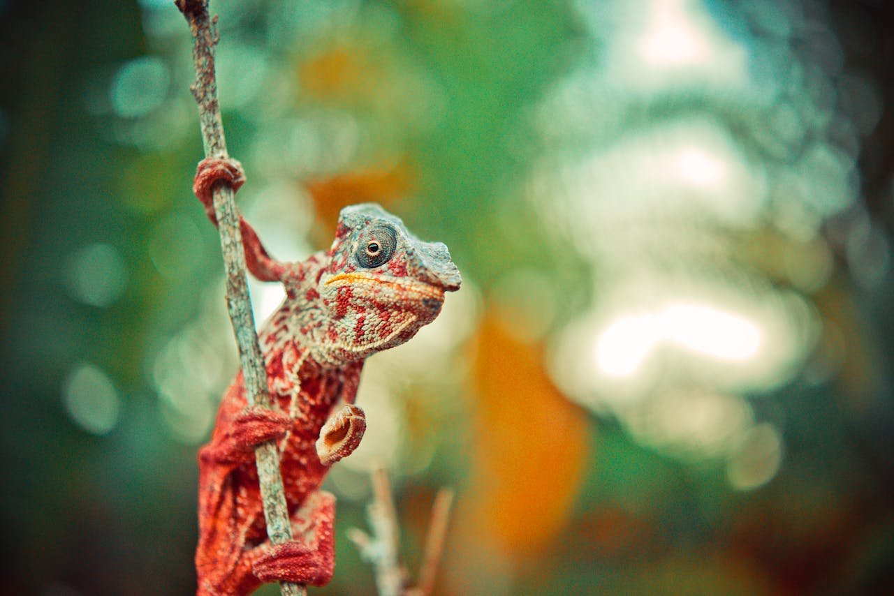 Lizard Spiritual Meaning