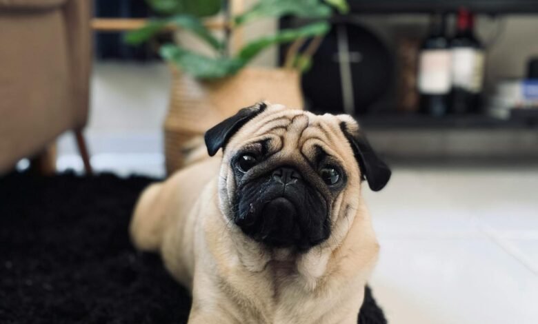 Brown Pug