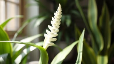 snake plant flower