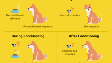 Classical Conditioning Examples